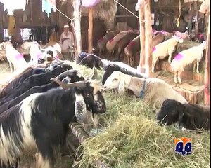 geo adil peshawar bakra mandi 2016