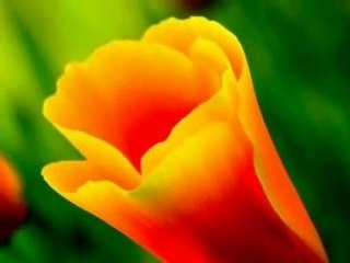 If You Ask Me -- Yusuf Islam