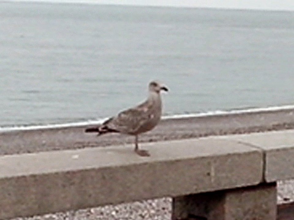 Jeune oiseau curieux.