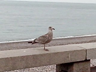 Jeune oiseau curieux.