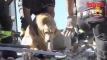 Séisme en Italie: un chien sauvé après neuf jours passé sous les décombres