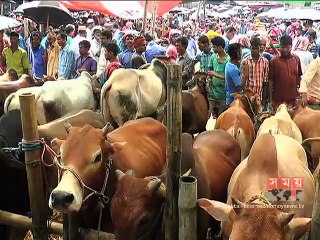 সীমান্তে কড়া নজরদারিতে কমেছে ভারতীয় গরুর প্রবেশ