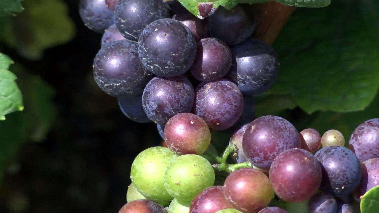 PRIPRAVUJEME: Relácia RETRO na tému OBERAČKY A VINOBRANIA už v stredu 7. septembra.