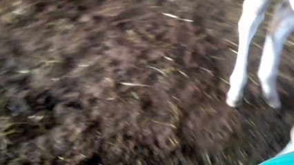 Baby Horse Plays With Stability Ball