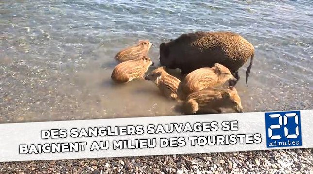 Des sangliers sauvages se baignent au milieu des touristes