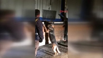 Kayseri Narkotik Ekipleri 190 Kilo Esrar Ele Geçirdi