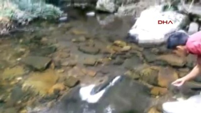 Çanakkale Kazdağlarında Kırmızı Benekli Alabalık Katliamı İddiası