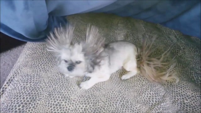 Chien à électricité statique! ahahah