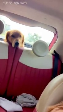 Un chien est effrayé par les essuie-glaces d'une voiture !