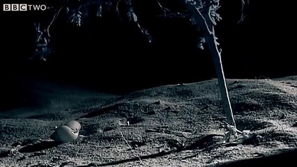 Une araignée suspend une coquille d'escargot pour faire une refuge !