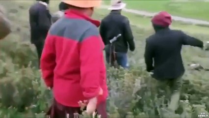 Un homme se fait courser par un ours