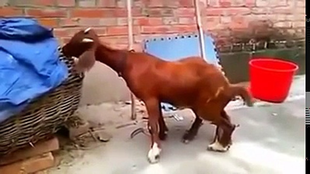 عجیب و حیرانکُن ویڈیو - A goat with six leg for Eid 2016