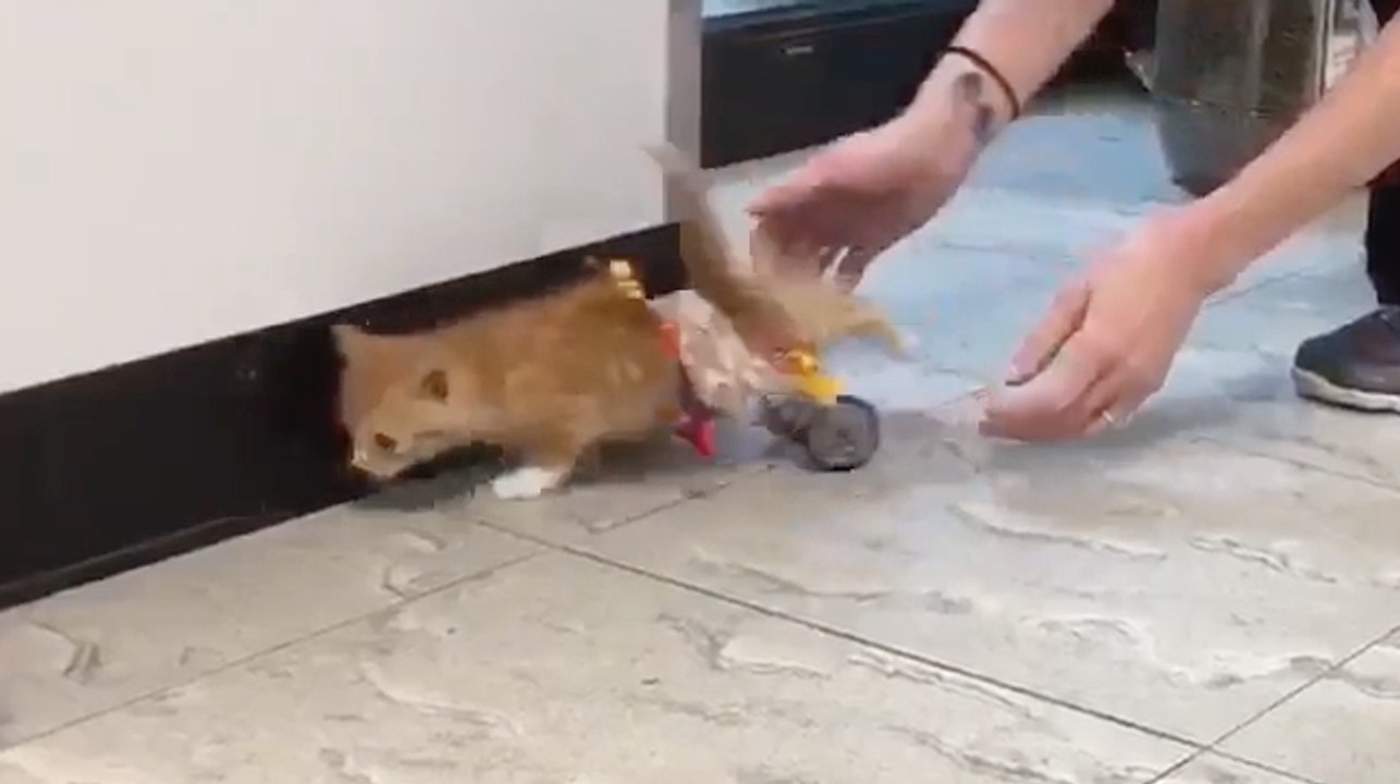 Este gatito paralítico puede moverse gracias a esta silla de ruedas de Lego