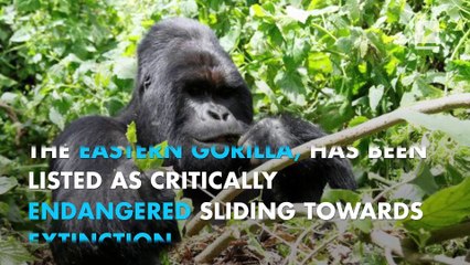 Illegal hunting puts eastern gorilla at extremely high risk of extinction