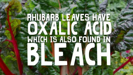 10 Foods That Are Trying To Kill You