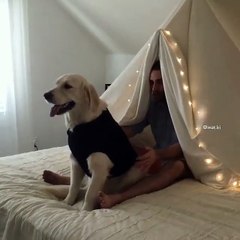 Dog Does 'Trust Fall'