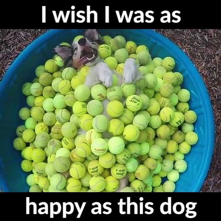 Dog In A Ball Pool