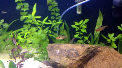 Meu aquário iniciante plantado fase 3