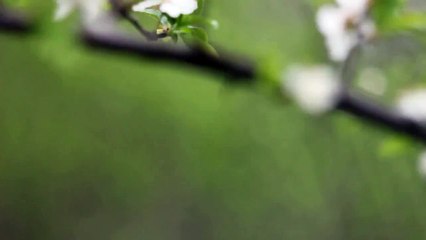 Helios 44-2 manual lens test - 7