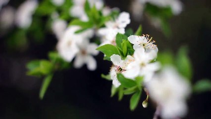 Helios 44-2 manual lens test - 6