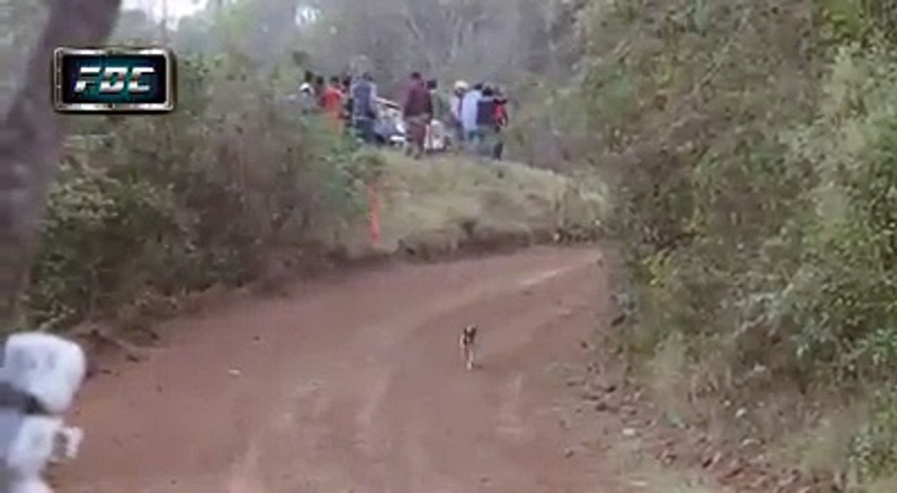 Cão com a maior sorte do mundo conseguiu "fugir" da morte