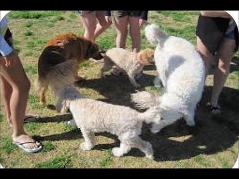 Top 10 Funny Animals. Funny Animal Pictures. Dogs Funny Clips. Comedy Fails & Bloopers.