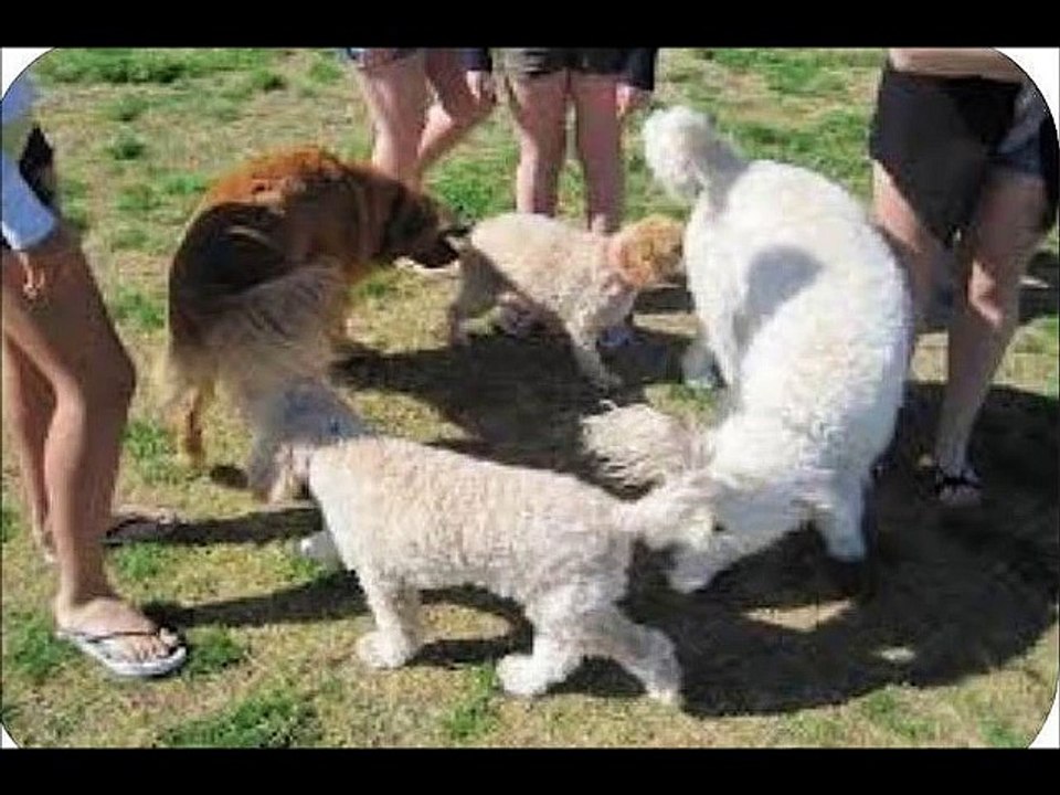 Top 10 Funny Animals. Funny Animal Pictures. Dogs Funny Clips. Comedy Fails & Bloopers.