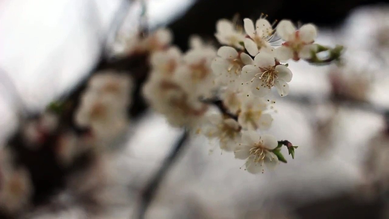 Helios 44-2 manual lens test - 14