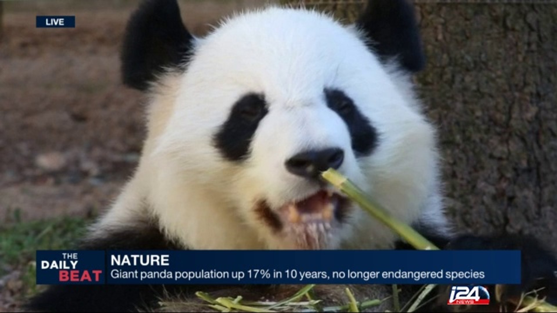 Giant Panda population up 17% in 10 years, no longer endangered species -  video Dailymotion