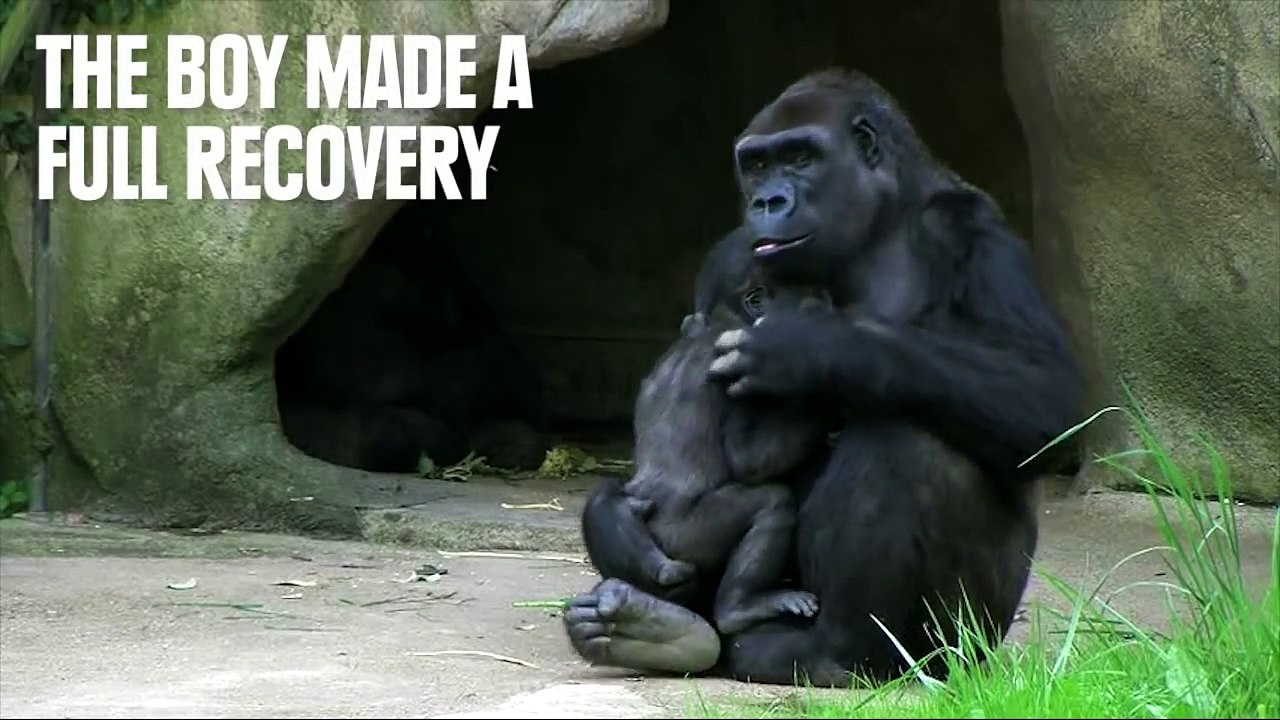 Proof That Animals Have Souls