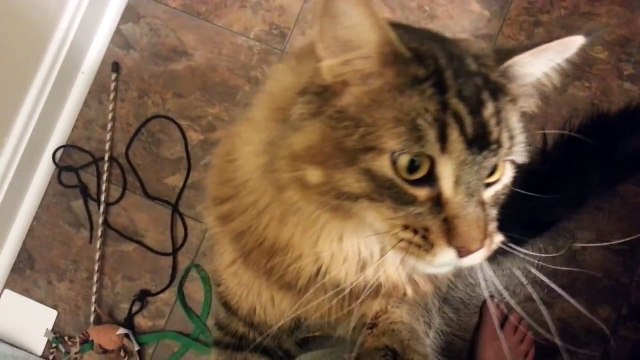 Кошка породы Мейн Кун