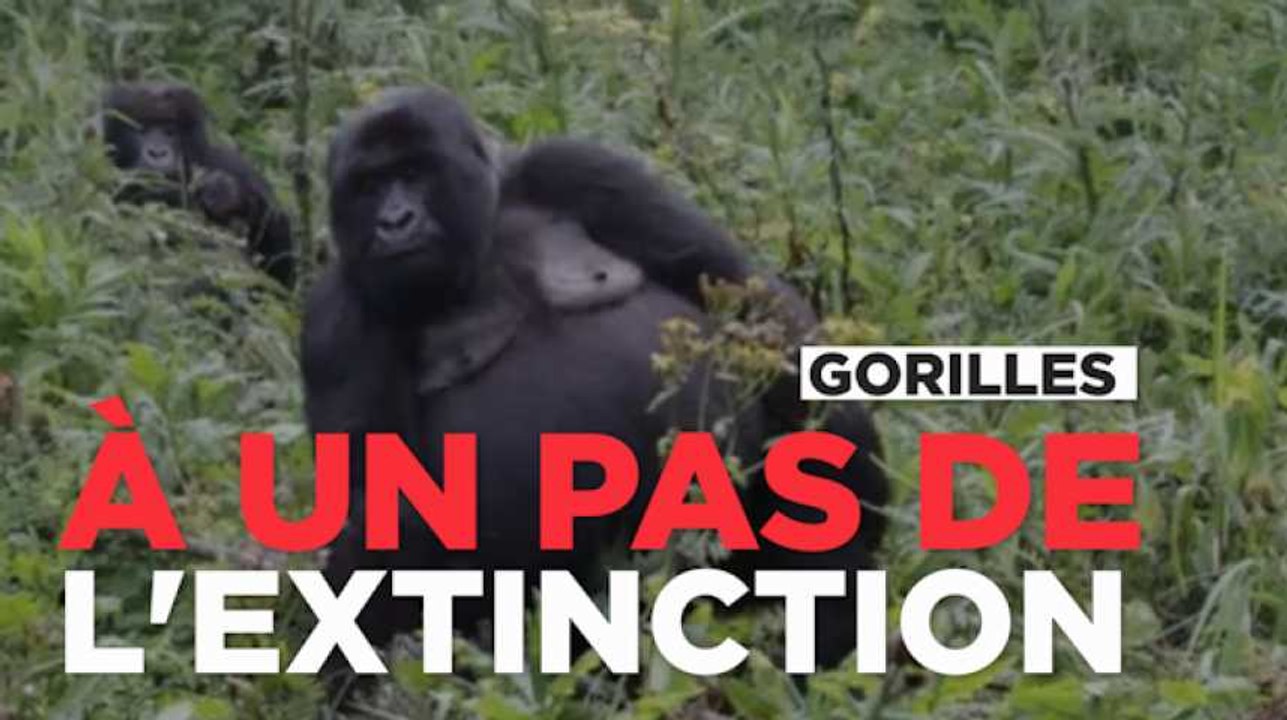 Les gorilles à un pas de l'extinction totale à l'état sauvage