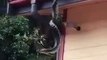2 pythons se bagarrent sur le toit d'une maison en Australie