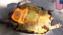 Cruel idiot sets rare tortoise on fire and streams it to Facebook Live