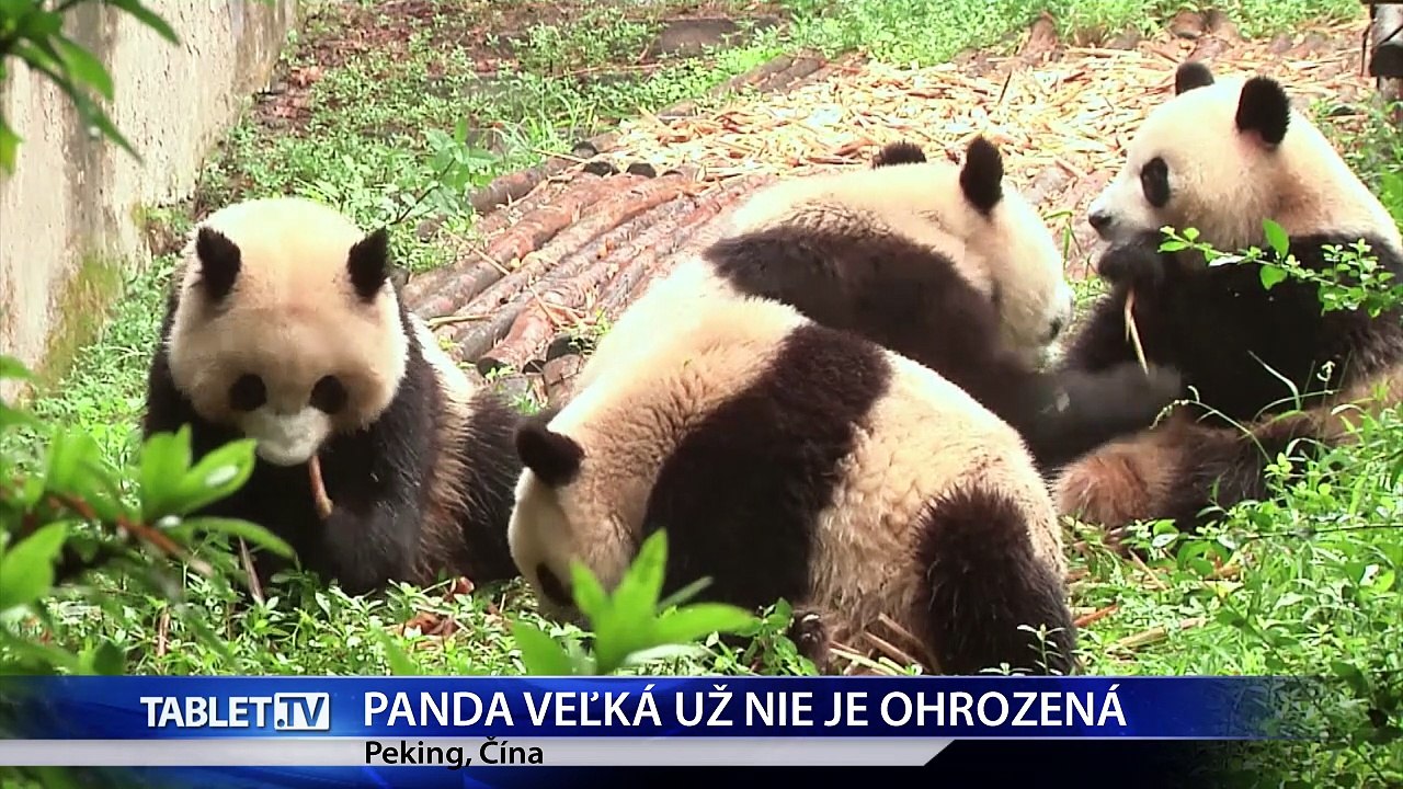 Panda veľká už nie je ohrozený druh, jej populácia rastie
