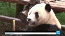 China: the Giant Panda comes back from the brink of extinction and is safe from now!