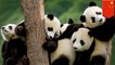 Giant pandas are endangered anymore, so does that make it OK to hunt them?