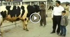 Awesome-Cow-Bakra-kick-knockout---by-Dangerous-Cow-Eid-ul-Azha-2015