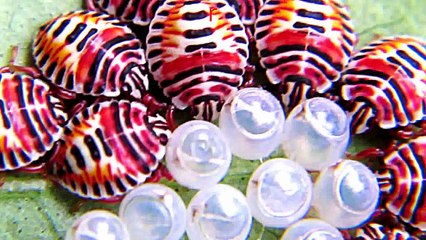 Amazing Bugs You Probably Didnt Know Exist -India Trip