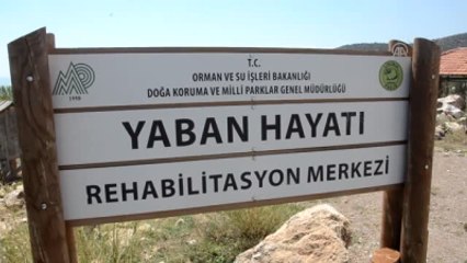 Yaban Hayvanlarını Hayata Döndürüyorlar - Burdur