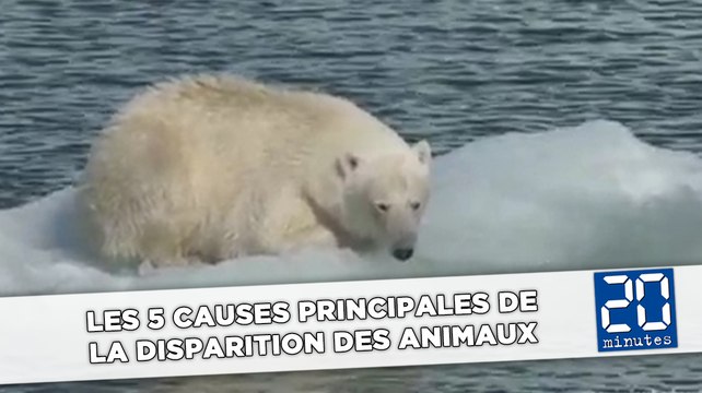 Les 5 causes principales de la disparition des animaux