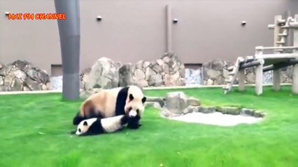 Top 10 Funny And Cutest Panda Videos Compilation - Funny Animals Videos