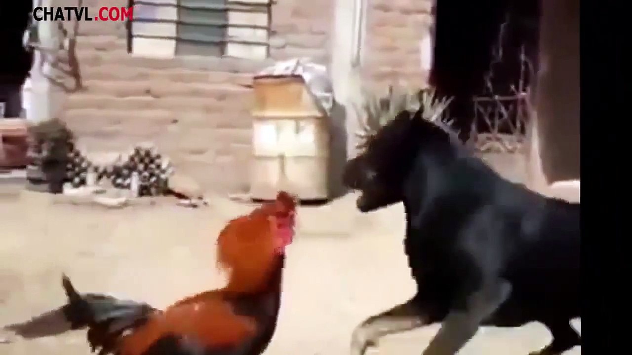 dog vs chicken