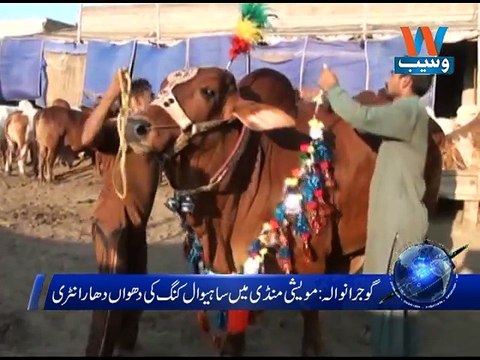 Heavy weight cattles in Gujranwala cattle market