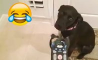 Compilation de chiens coupables de destruction des biens !