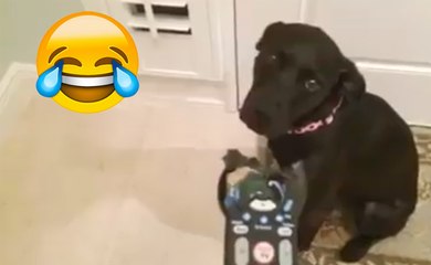 Compilation de chiens coupables de destruction des biens !