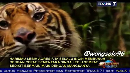 ON THE SPOT VERSUS - Kucing Kucing besar mematikan - SINGA vs HARIMAU.