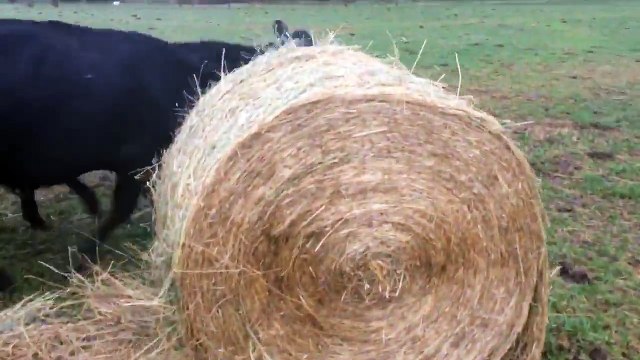 Ces vaches s'amusent avec les ballots de paille...
