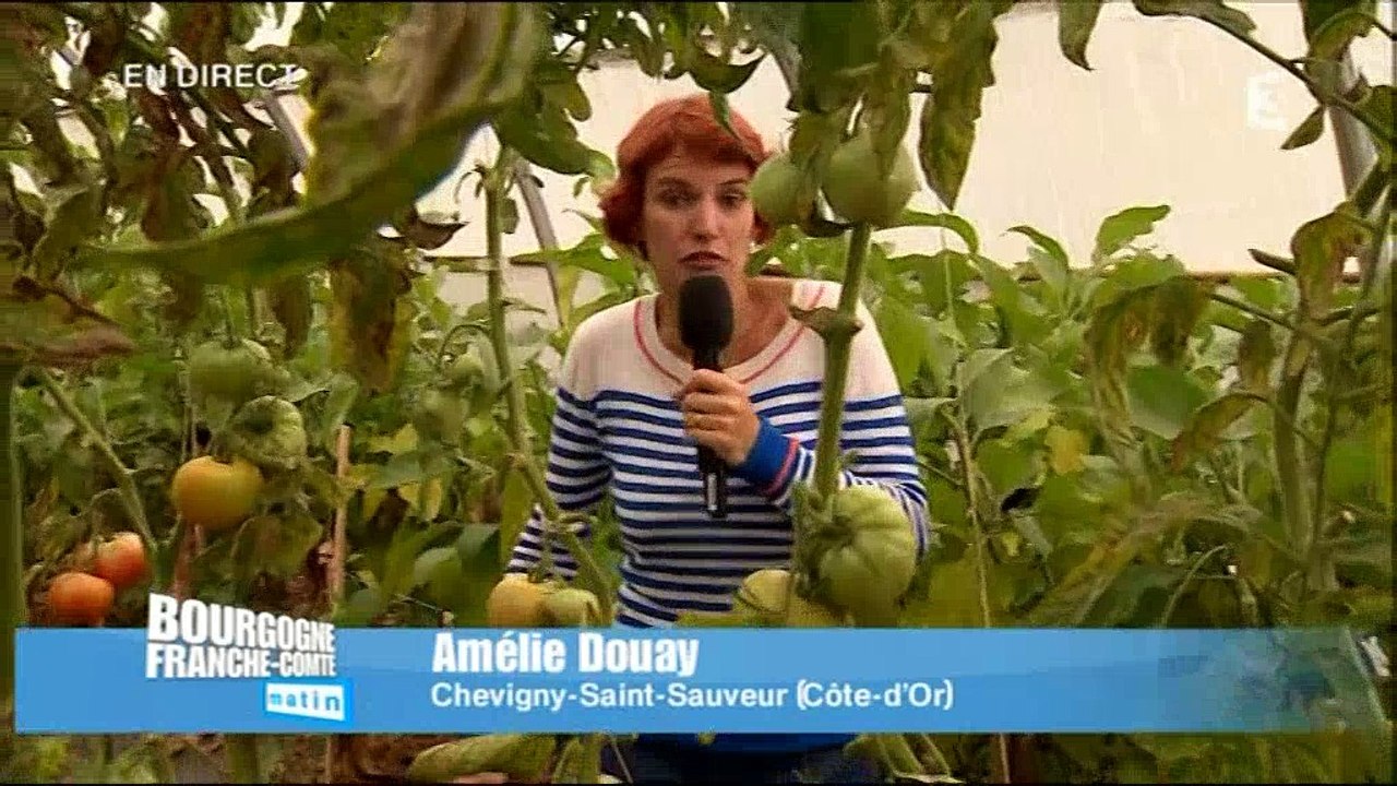 la cueillette de fruits et légumes chez un agriculteur de Chevigny-Saint-Sauveur : Direct 1