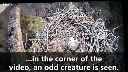 ΒΙΝΤΕΟ - ΜΥΣΤΗΡΙΟ!ΑΓΝΩΣΤΟ ΠΛΑΣΜΑ ΚΑΤΑΓΡΑΦΗΚΕ ΣΕ ΚΑΜΕΡΑ ΑΕΤΟΦΩΛΙΑΣ ΣΕ ΔΑΣΟΣ!